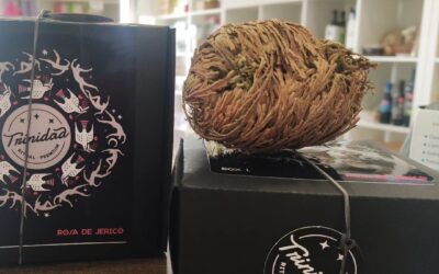 La Rosa de Jericó: Beneficios y Misterios de la Planta de la Resurrección